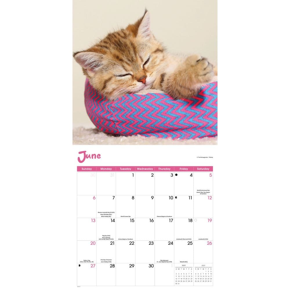 Cat Naps 2027 Wall Calendar Third Alternate Image