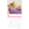image Cat Naps 2027 Wall Calendar Third Alternate Image