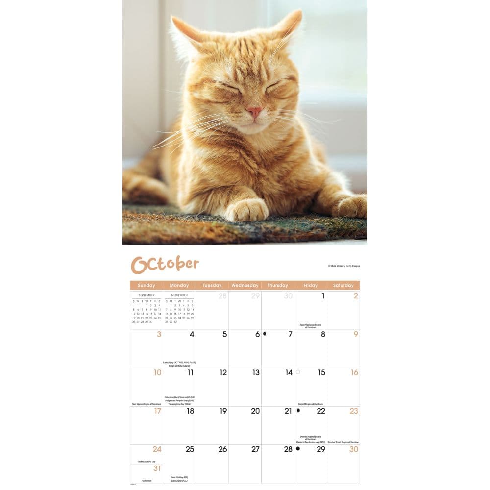 Cat Naps 2027 Wall Calendar Fourth Alternate Image