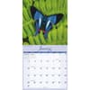 image Butterflies 2027 Wall Calendar Second Alternate Image