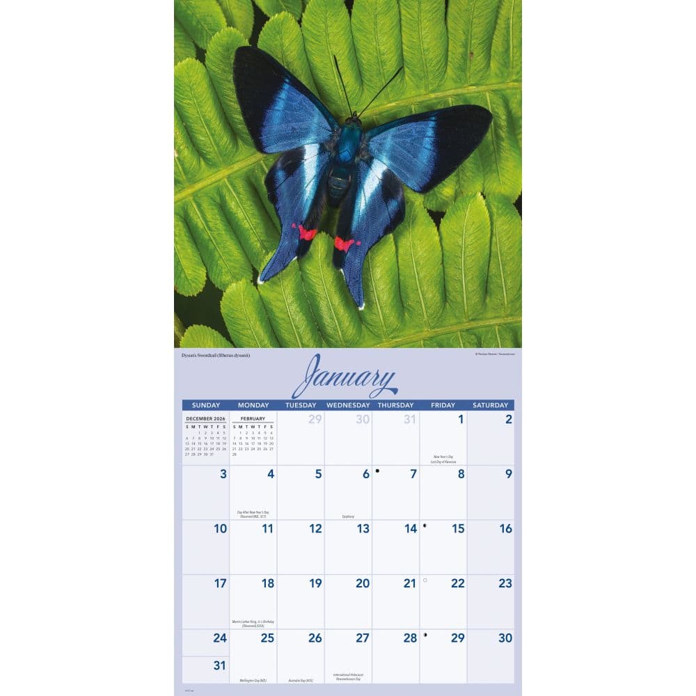 Butterflies 2027 Wall Calendar Second Alternate Image