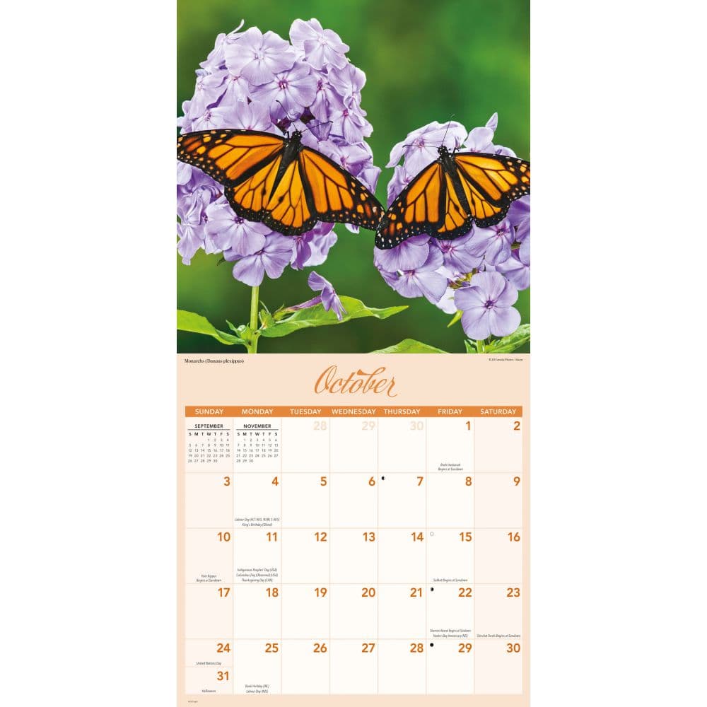 Butterflies 2027 Wall Calendar Fourth Alternate Image