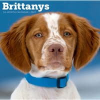 image Brittanys 2027 Wall Calendar Main Product Image