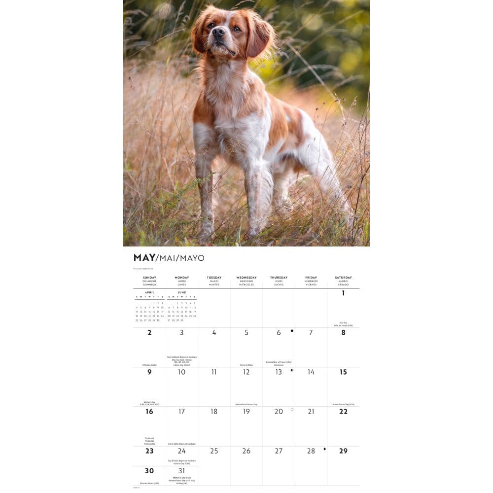 Brittanys 2027 Wall Calendar Second Alternate Image