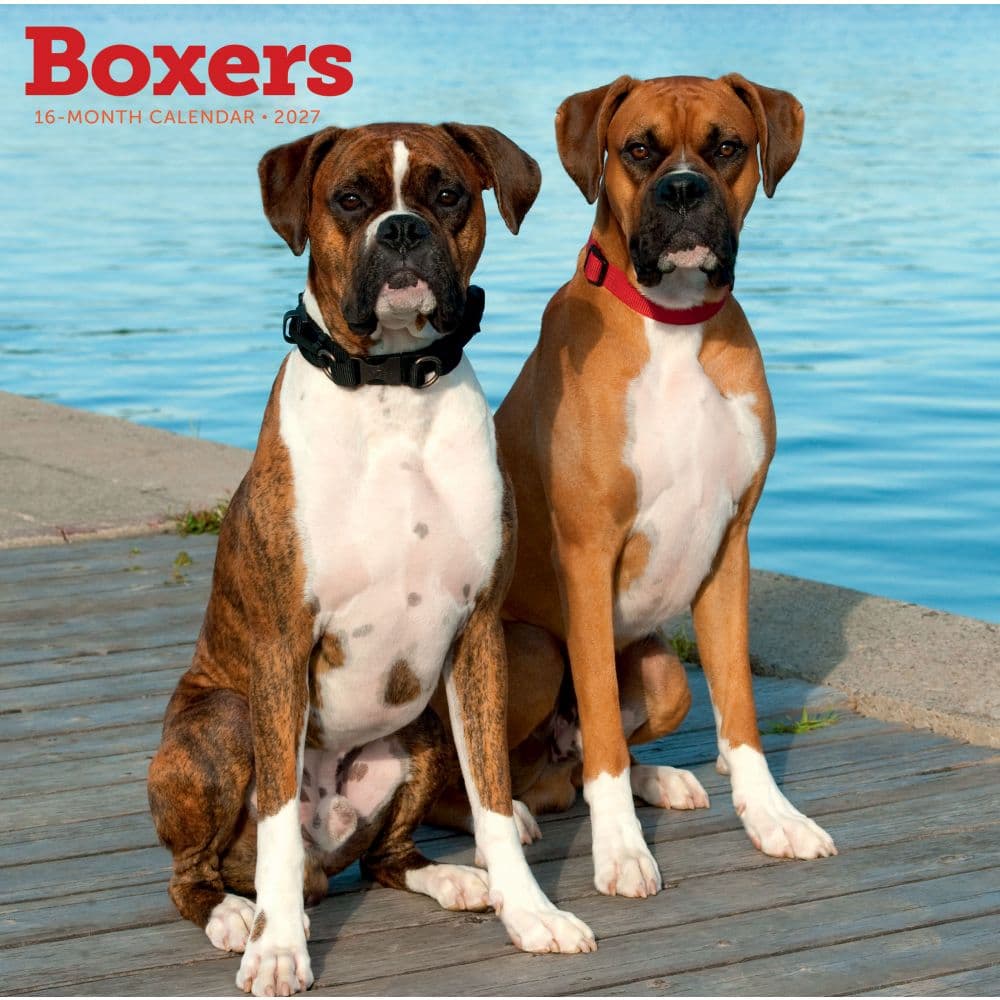 Boxers 2027 Wall Calendar Main Product Image
