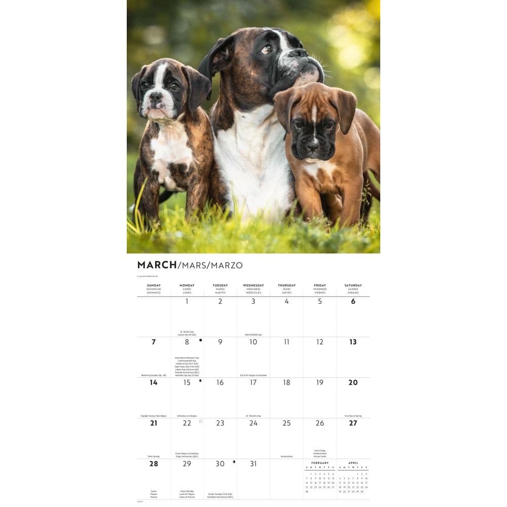 Boxers 2027 Wall Calendar Second Alternate Image