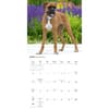 image Boxers 2027 Wall Calendar Third Alternate Image