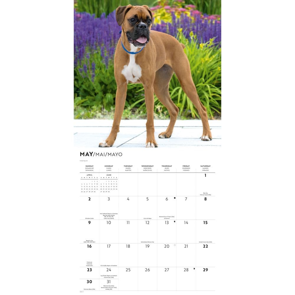 Boxers 2027 Wall Calendar Third Alternate Image