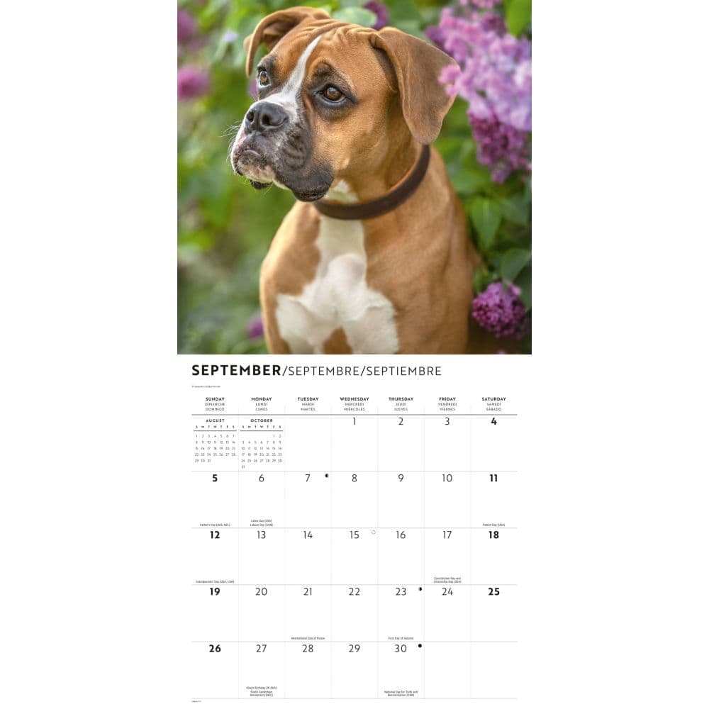 Boxers 2027 Wall Calendar Fourth Alternate Image