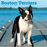 image Boston Terriers 2027 Wall Calendar Main Product Image