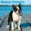 image Boston Terriers 2027 Wall Calendar Main Product Image
