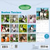 image Boston Terriers 2027 Wall Calendar First Alternate Image