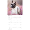 image Boston Terriers 2027 Wall Calendar Second Alternate Image