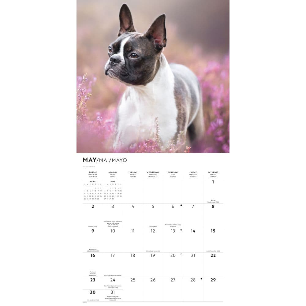 Boston Terriers 2027 Wall Calendar Second Alternate Image