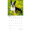 image Boston Terriers 2027 Wall Calendar Third Alternate Image
