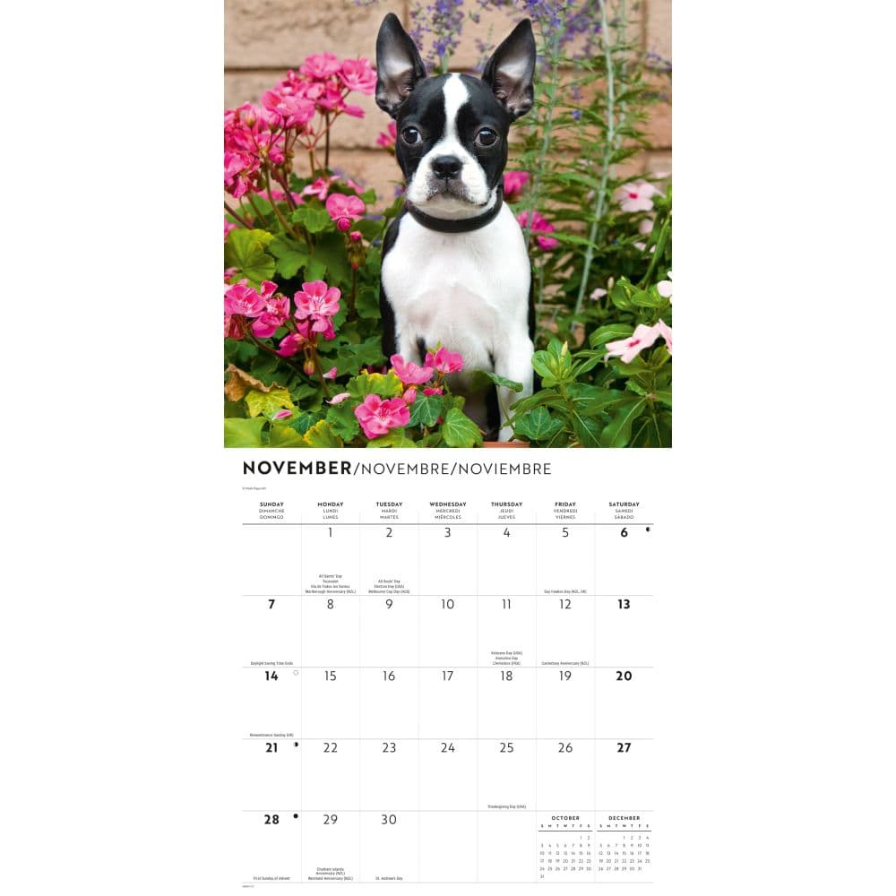 Boston Terriers 2027 Wall Calendar Fourth Alternate Image