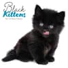 image Black Kitties 2027 Wall Calendar Main Product Image