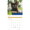 image Black Kitties 2027 Wall Calendar Second Alternate Image