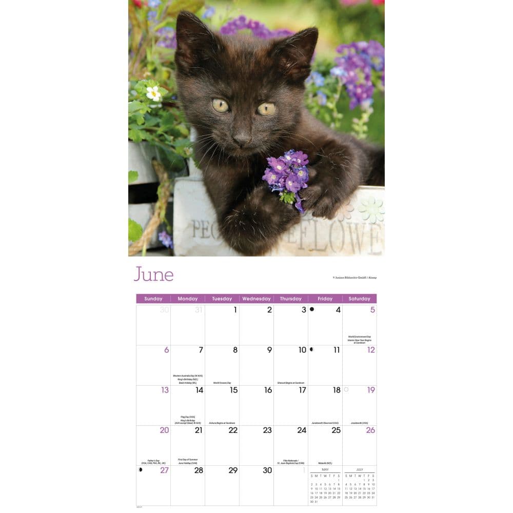 Black Kitties 2027 Wall Calendar Third Alternate Image