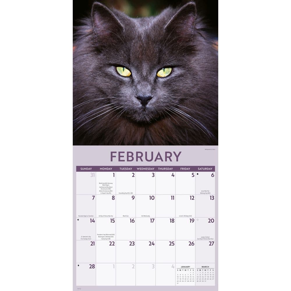 Black Cats 2027 Wall Calendar Second Alternate Image