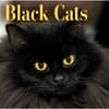 image Black Cats 2027 Wall Calendar Main Product Image