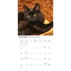 image Black Cats 2027 Wall Calendar Fourth Alternate Image