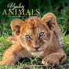 image Baby Animals 2027 Wall Calendar Main Product Image