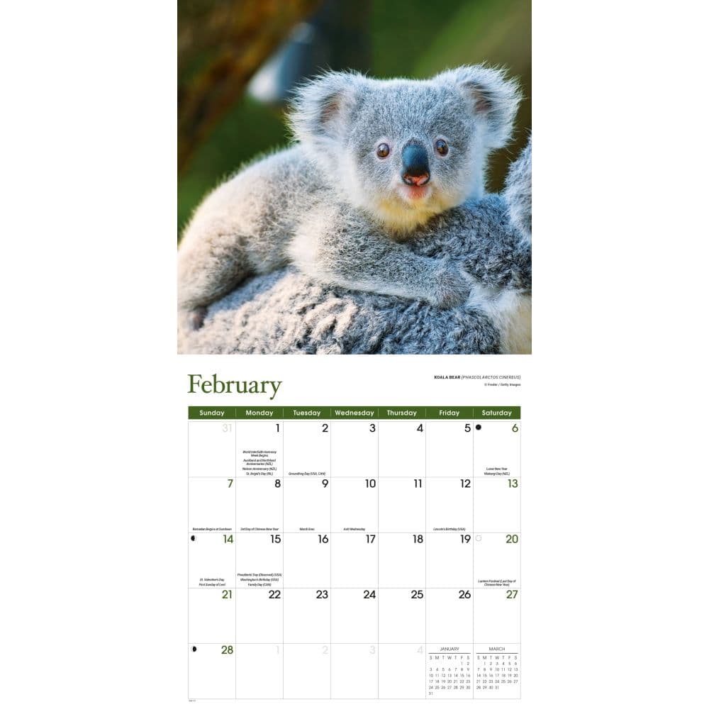 Baby Animals 2027 Wall Calendar Second Alternate Image