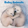 image Baby Animals 2027 Mini Wall Calendar Main Product Image