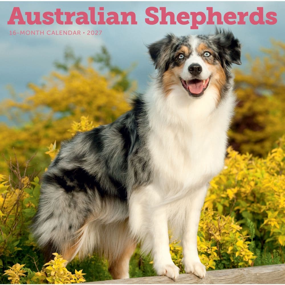 Australian Shepherds 2027 Wall Calendar Main Product Image