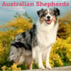 image Australian Shepherds 2027 Wall Calendar Main Product Image