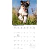 image Australian Shepherds 2027 Wall Calendar Second Alternate Image