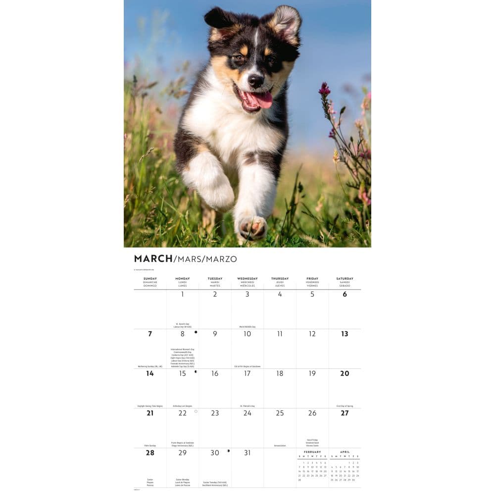 Australian Shepherds 2027 Wall Calendar Second Alternate Image