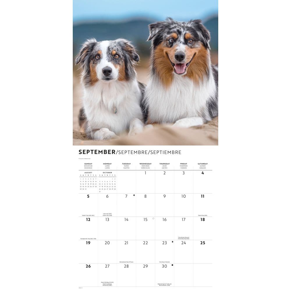 Australian Shepherds 2027 Wall Calendar Third Alternate Image