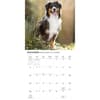 image Australian Shepherds 2027 Wall Calendar Fourth Alternate Image