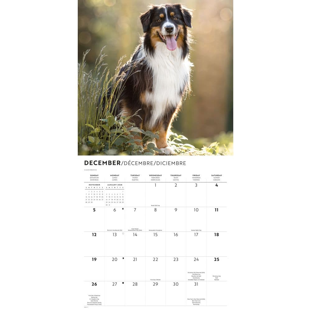 Australian Shepherds 2027 Wall Calendar Fourth Alternate Image