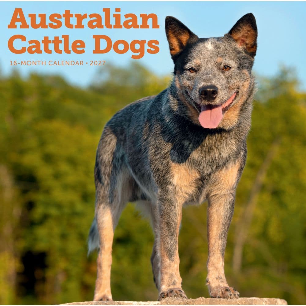 image Australian Cattle Dogs 2027 Wall Calendar Main Product Image