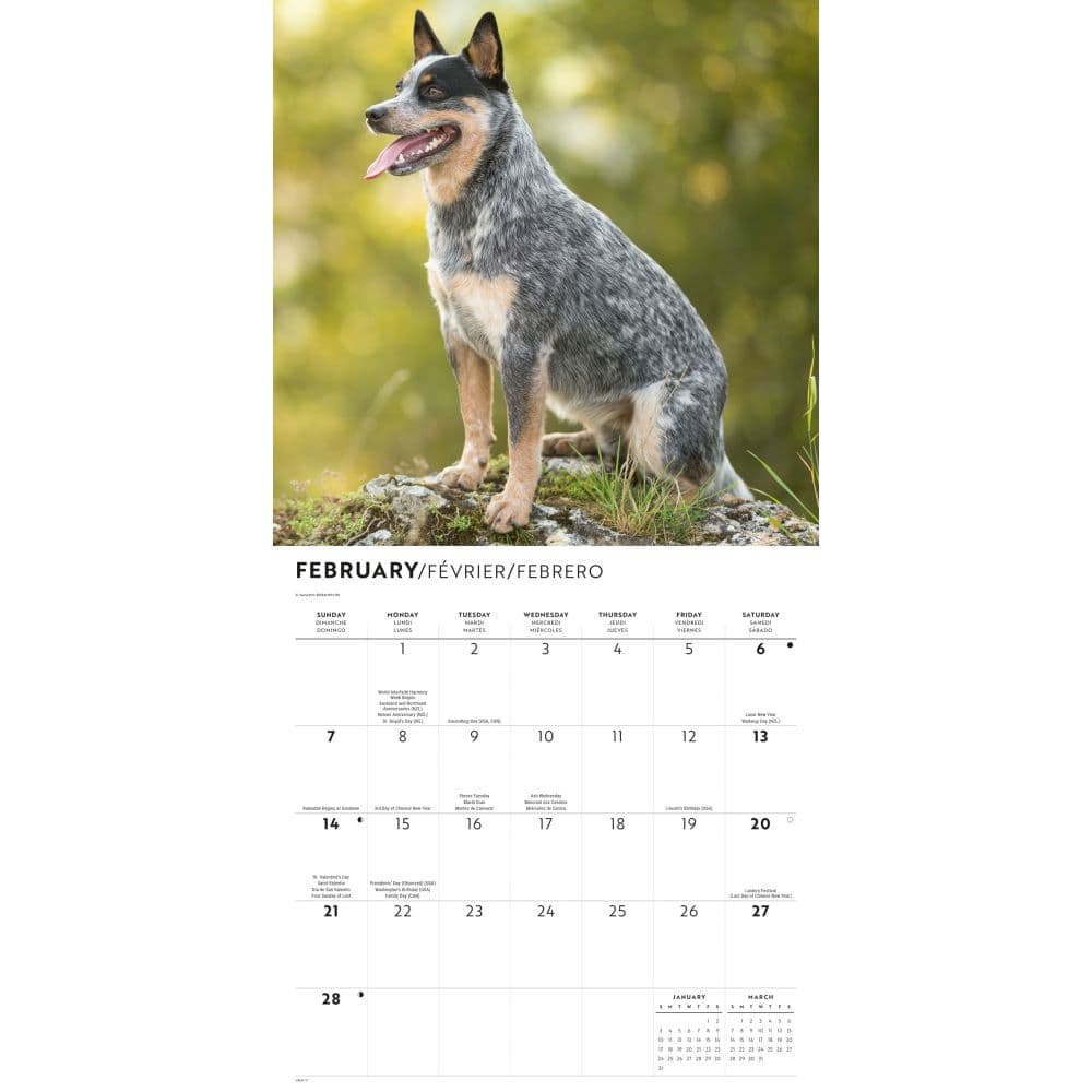 Australian Cattle Dogs 2027 Wall Calendar Second Alternate Image