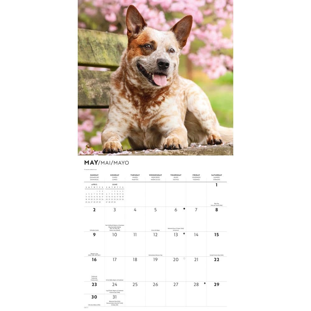Australian Cattle Dogs 2027 Wall Calendar Third Alternate Image