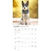 image Australian Cattle Dogs 2027 Wall Calendar Fourth Alternate Image