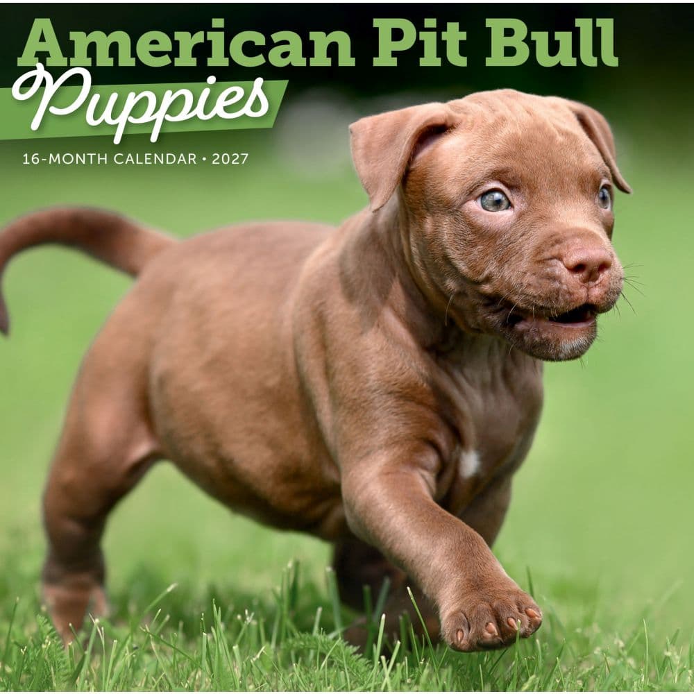 image Pit Bull Terrier Puppies 2027 Wall Calendar Main Product Image