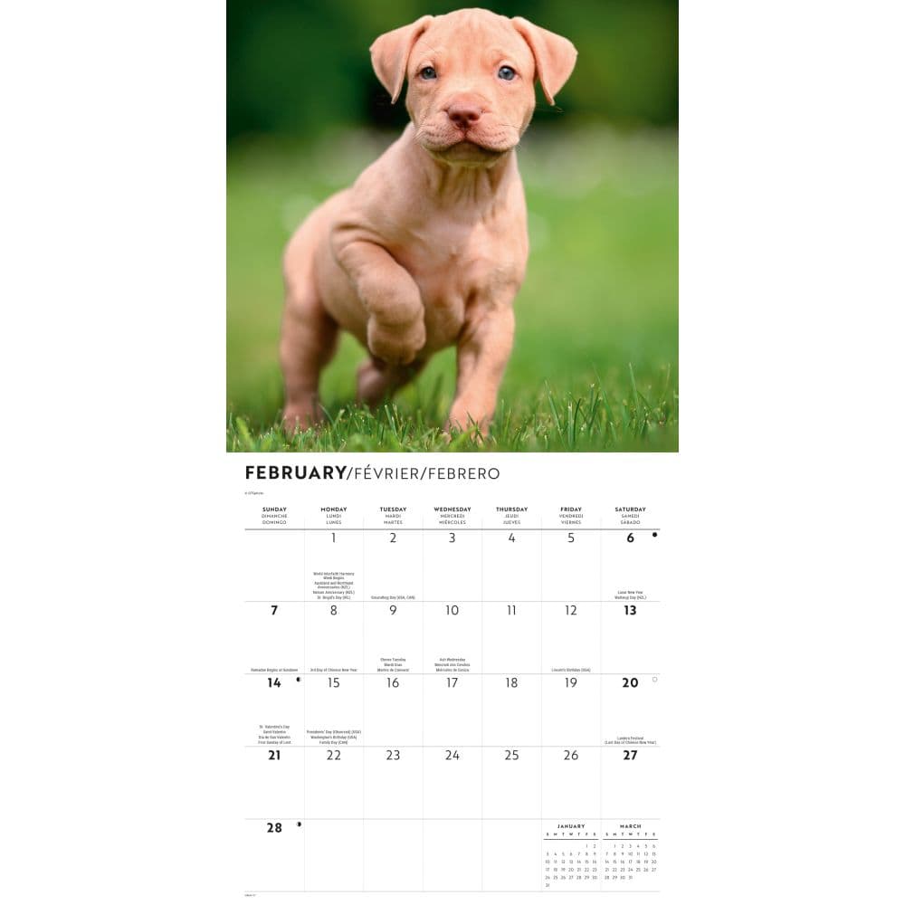 Pit Bull Terrier Puppies 2027 Wall Calendar Second Alternate Image