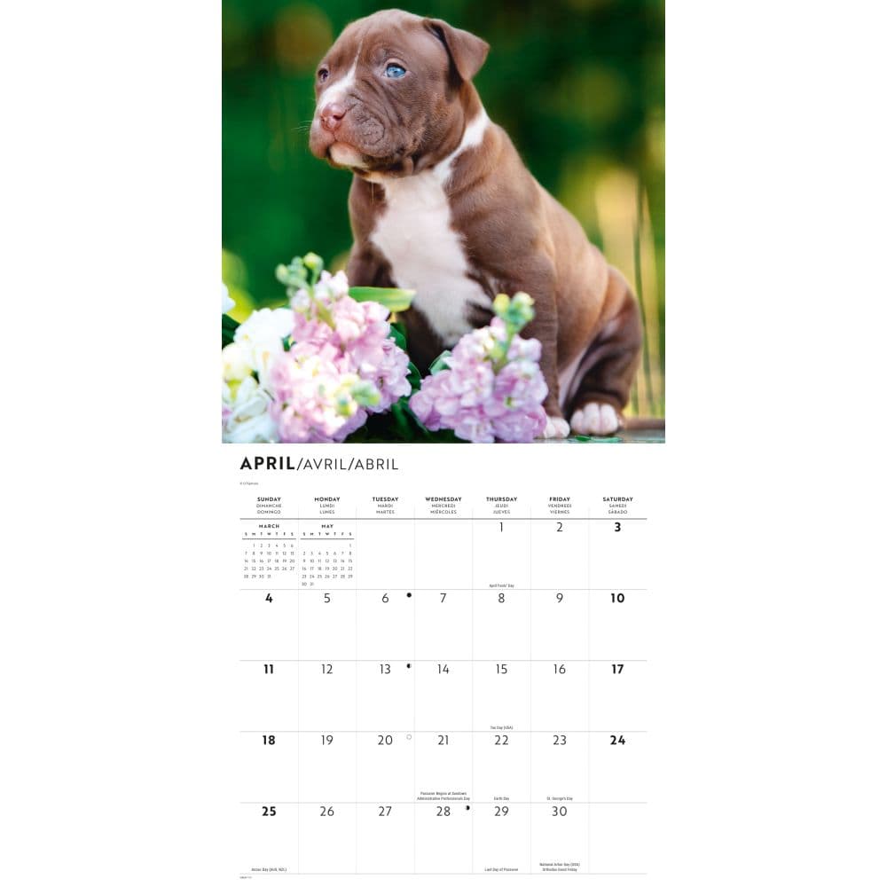 Pit Bull Terrier Puppies 2027 Wall Calendar Third Alternate Image