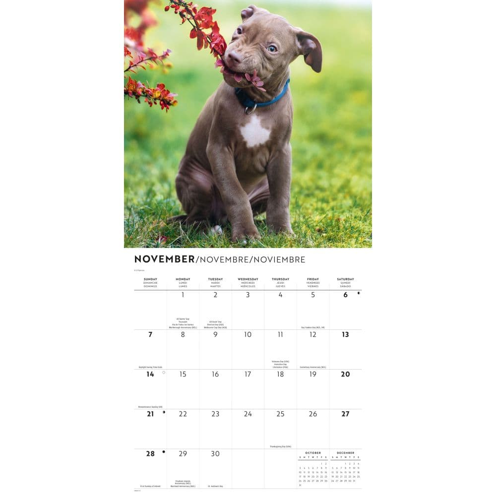 Pit Bull Terrier Puppies 2027 Wall Calendar Fourth Alternate Image