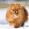 image Pomeranians 2027 Wall Calendar Main Product Image