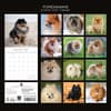 image Pomeranians 2027 Wall Calendar First Alternate Image