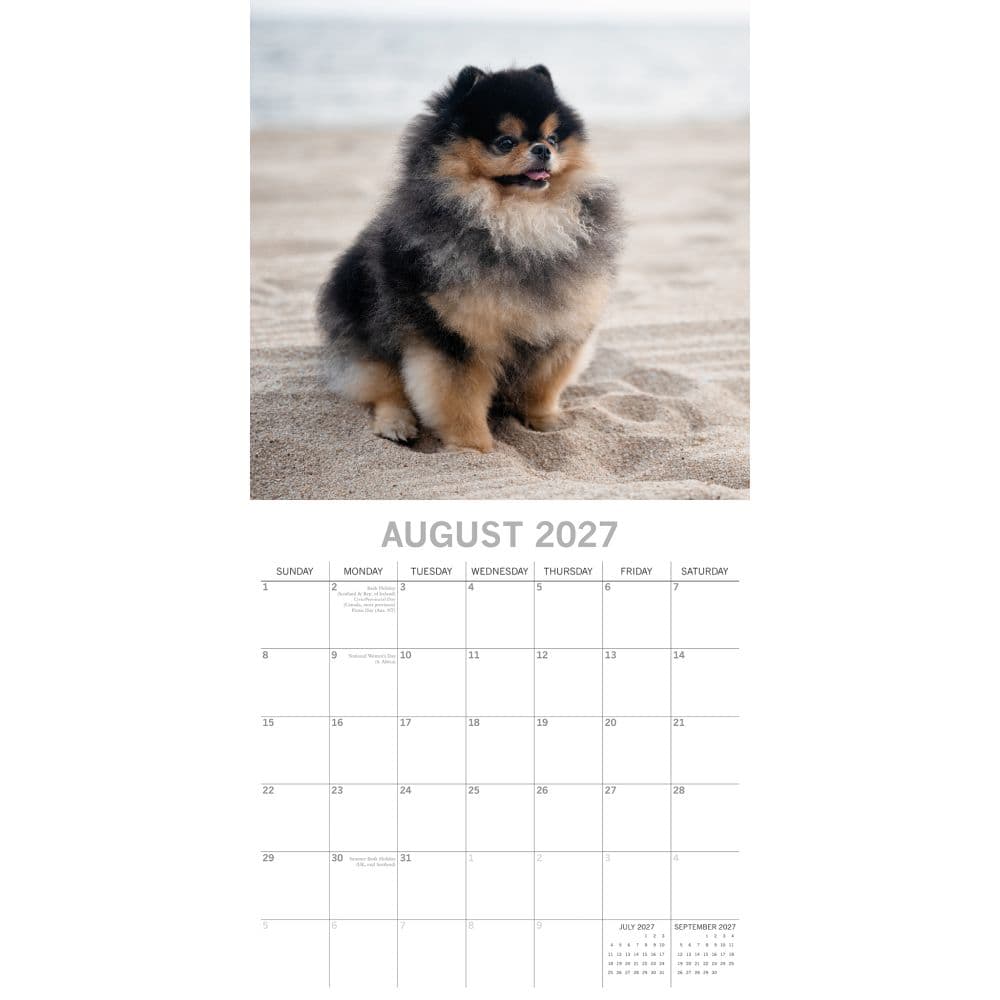 Pomeranians 2027 Wall Calendar Second Alternate Image