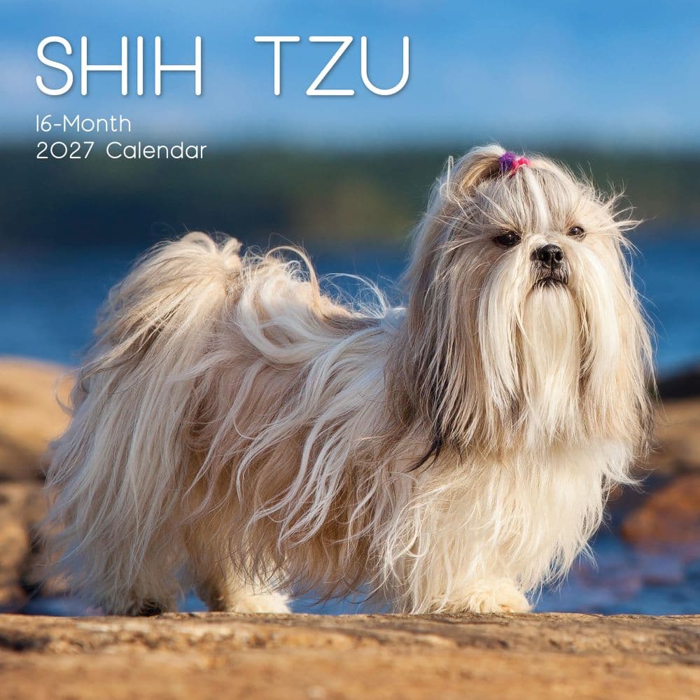Shih Tzu 2027 Wall Calendar Main Product Image