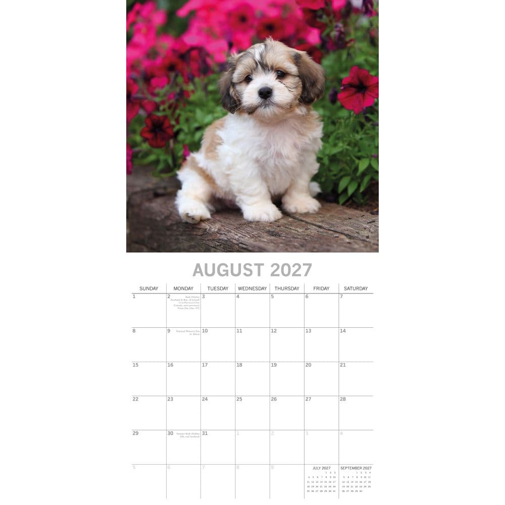 Shih Tzu 2027 Wall Calendar Second Alternate Image
