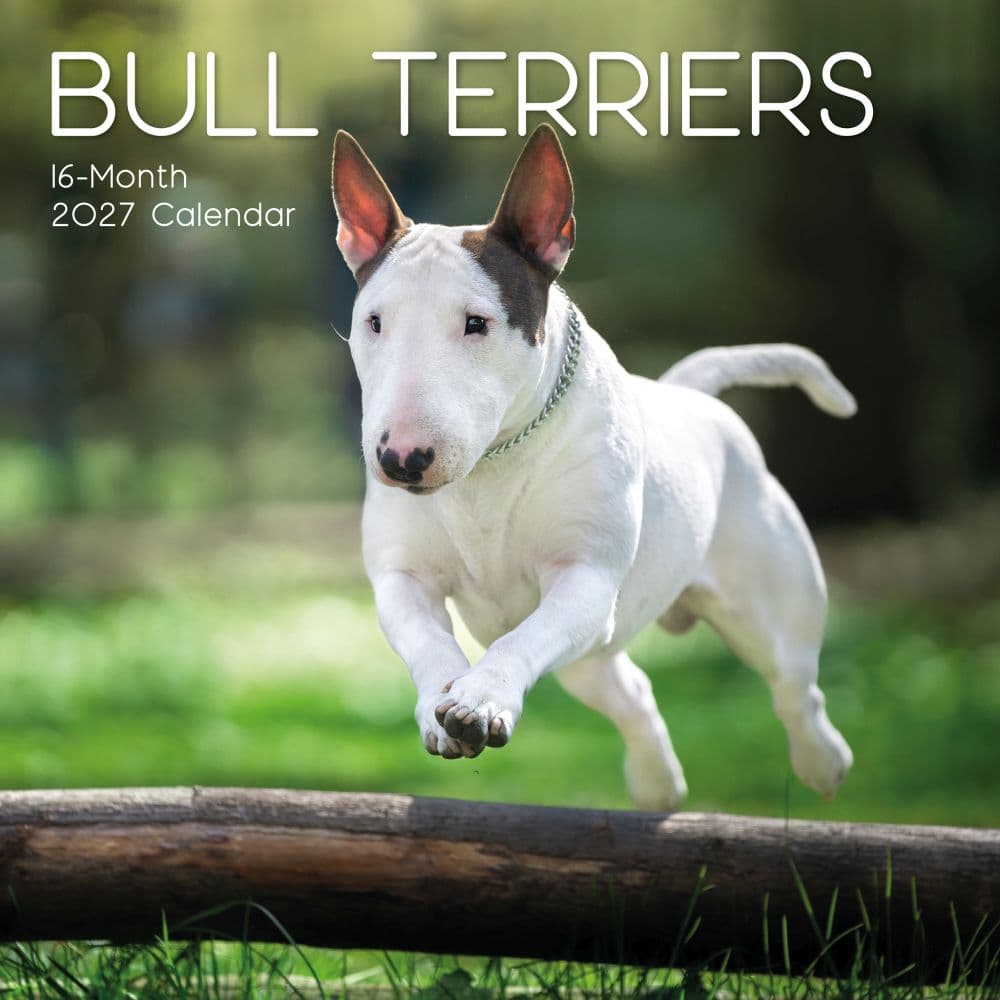 Bull Terriers 2027 Wall Calendar Main Product Image